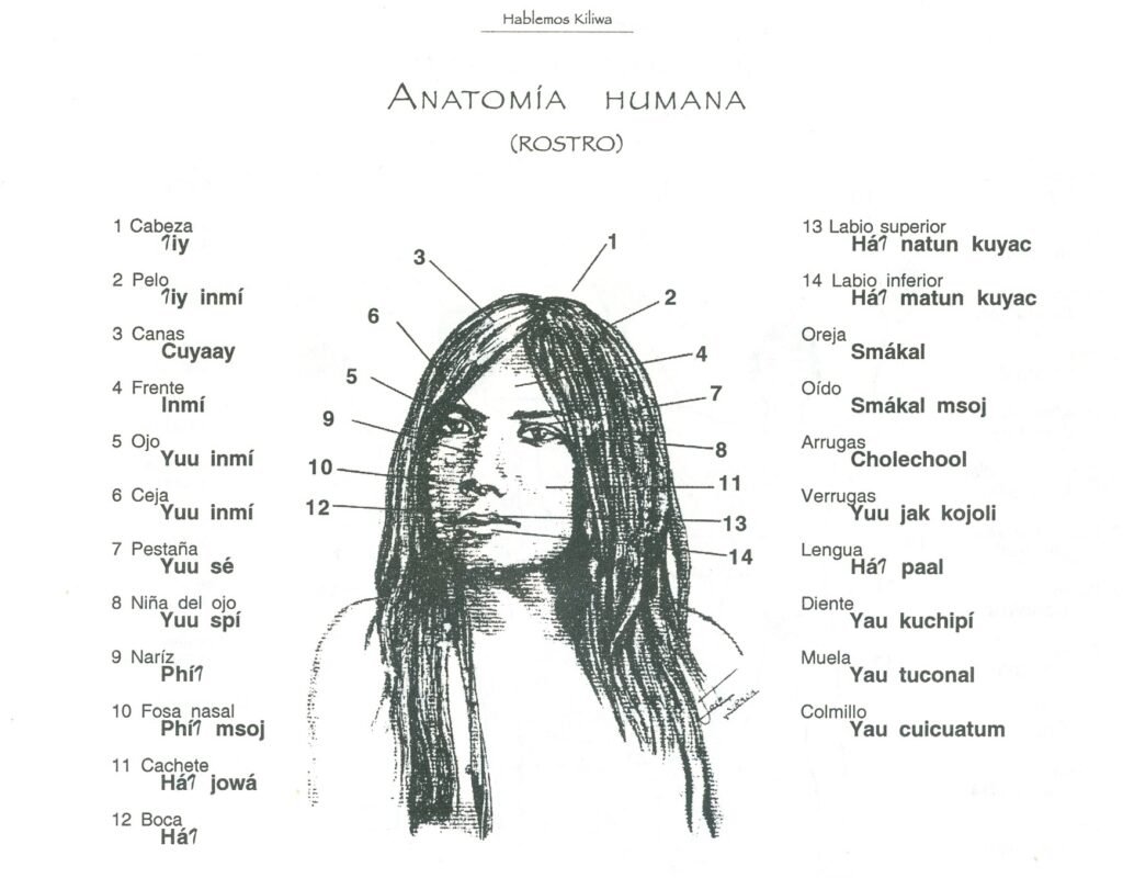 Hablemos kiliwa. Partes de la cabeza humana