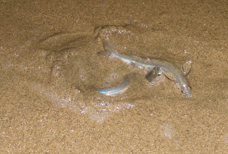 Los peces gruñón y la pérdida de espacios reproductivos en las playas de Ensenada