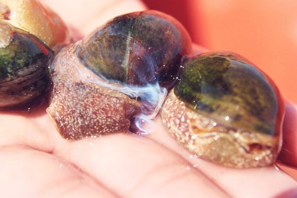 Caracol (Bulla gouldiana) desovando