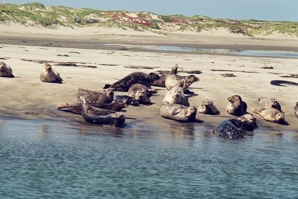 Focas de Puerto (Phoca vitulina richardii)