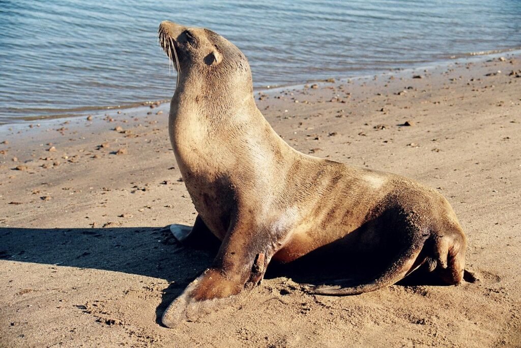 Lobo Marino (Zalophus californianus)